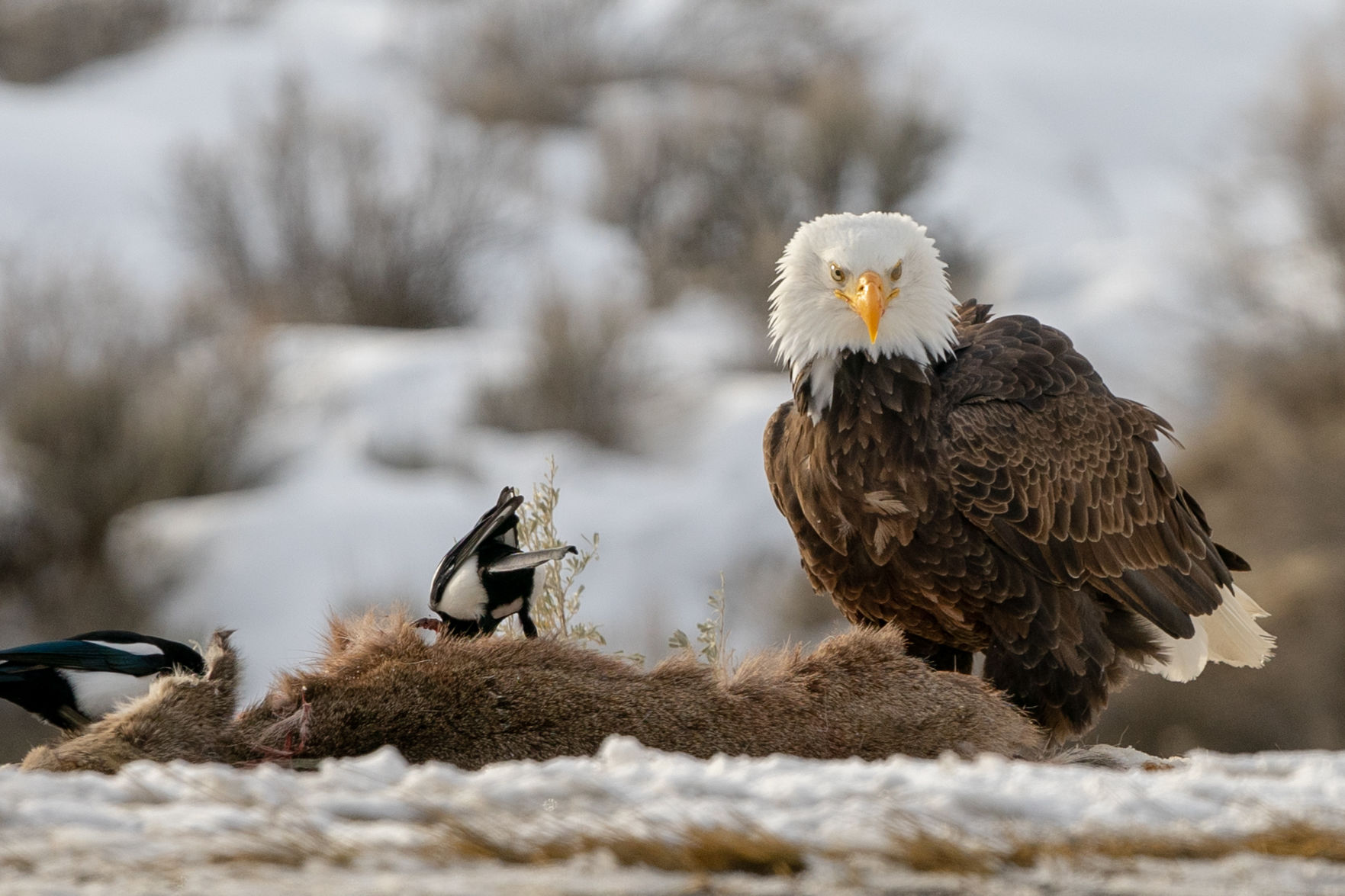 Bald Eagle